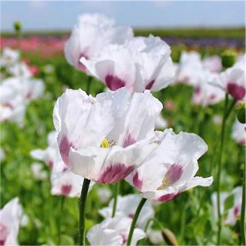 Poppy Plant 'Maanzaad' - Papaver somniferum