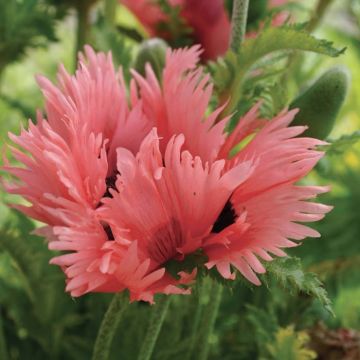 Papaver orientale 'Fornsett Summer' - Pink Ruffled Oriental Poppy
