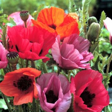 Papaver orientale Fruit Punch - Pack of THREE brightly coloured Poppy Plants
