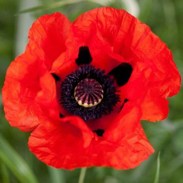 Papaver Bonfire