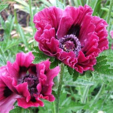 Papaver orientale Harlem - Oriental Poppy