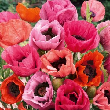 Poppy - Papaver Mega Mix - Pack of TWENTY