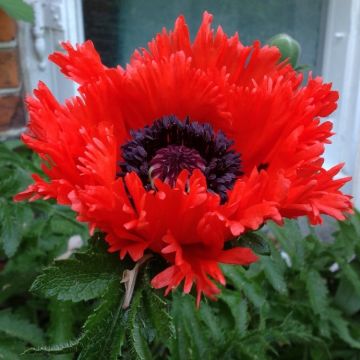 Papaver orientale Turkenlouis - Fringed Oriental Poppy