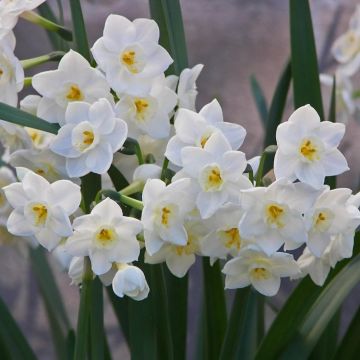 Narcissus Ziva - Fragrant Paper White Daffodils