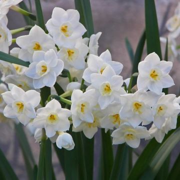 SPECIAL DEAL - Narcissi Fragrant Paperwhite - Narcissus Daffodil bulbs - Pack of Three