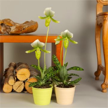 Elegant Ladies Slipper Orchid in Bloom - Paphiopedilum Green Striped - Lady Slipper Orchid in White Pot