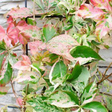 Parthenocissus quinquefolia Star Showers