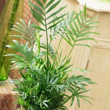 Chamaedorea elegans - Parlour Palm