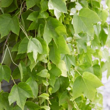 Parthenocissus tricuspidata Fenway Park