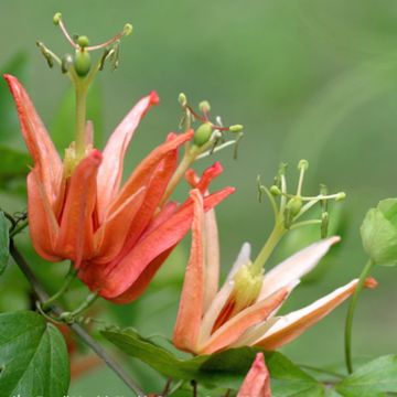 Passion Flower - Passiflora aurantia - Orange-petaled Passion Flower