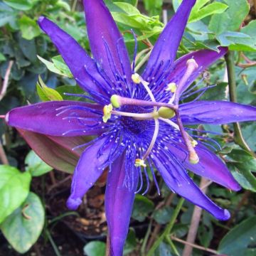 Passion Flower - Passiflora Jelly Joker