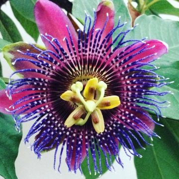 Passion Flower Marijke - Passiflora