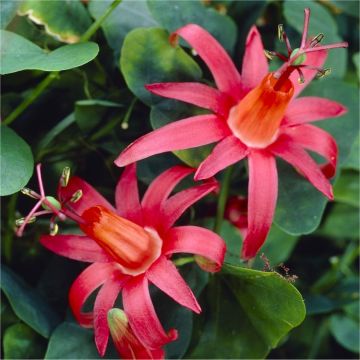Passion Flower - Passiflora Murucuja - Scarlet Passion Flower