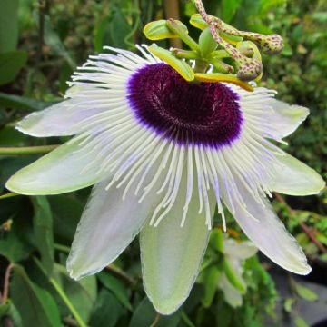 Passion Flower Panda - Passiflora