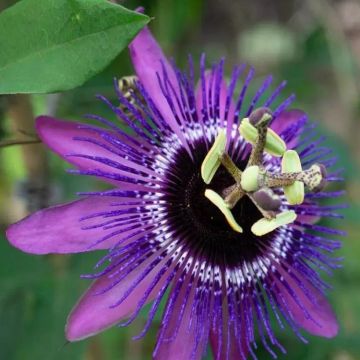 Passion Flower Purple Haze - Passiflora