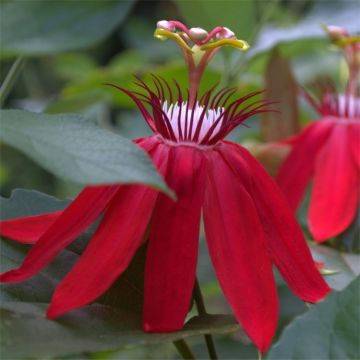 Passion Flower Vitifolia - Passiflora - Scarlet Crimson Perfumed Red Passion Vine