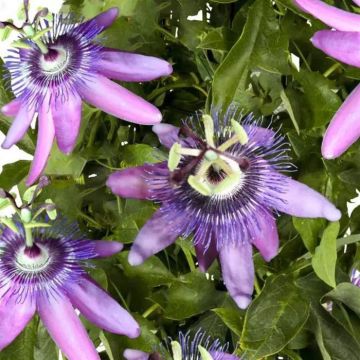 Passion Flower Betty Miles Young - Passiflora
