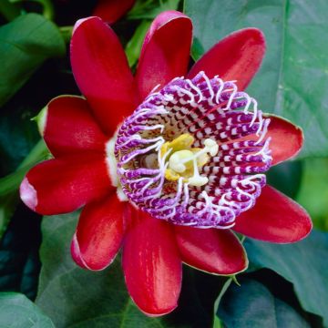 Passion Flower Alata - Passiflora