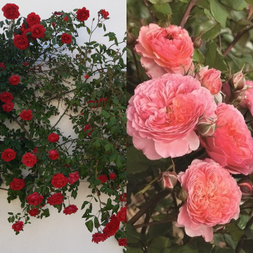 Duo Climbing Rose 'Passionate Kiss' - Red and Pink Climbing Rose