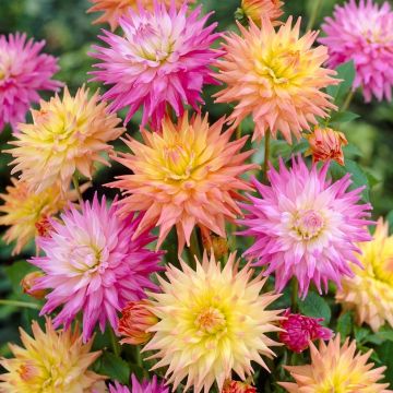 Dahlia Cactus Pastel - Pack of THREE