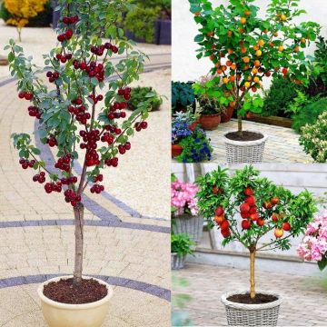 Dwarf Patio Fruit Trees Collection - Apricot, Cherry & Peach