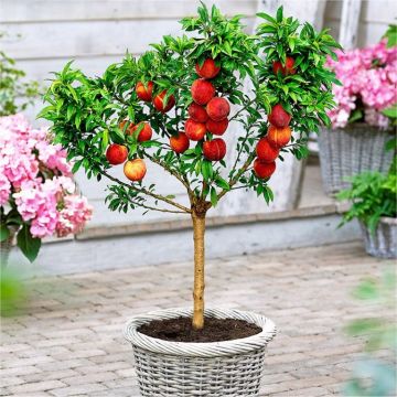 Patio Peach Tree Bonanza - Prunus persica