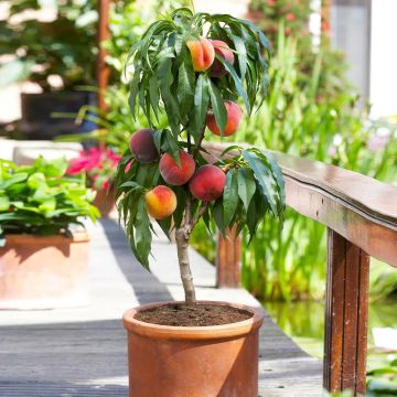 Dwarf Peach - Prunus persica Mini Patio Peach Tree