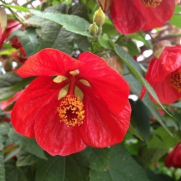 Abutilon hybrida RED - Flowering Maple