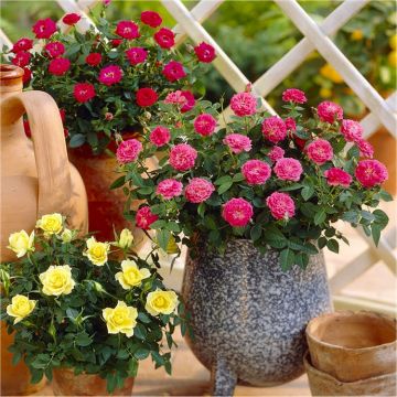 Old English Style Roses Collection - Pack of THREE