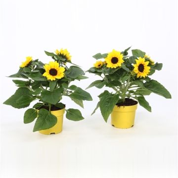 Patio Sunflowers in Bud - Helianthus annuus Sunblast