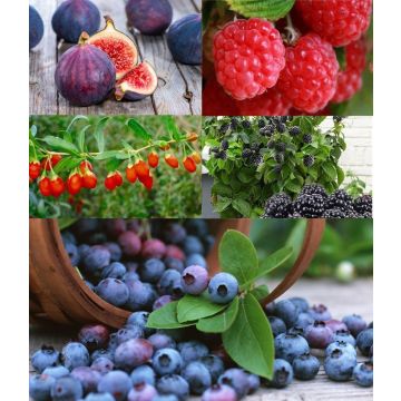 Patio Fruit Garden (Fig Miss Figgy, Compact Raspberry, Goji Berry, Blue Wonder Blueberry, Summer-long Blackberry) - Super Fruits