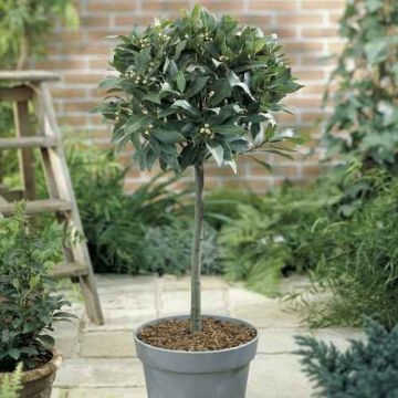 Standard Bay Tree - Laurus nobilis - 80-90cms tall