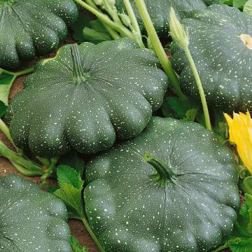 Squash Plant - Patty Pan Green Disc