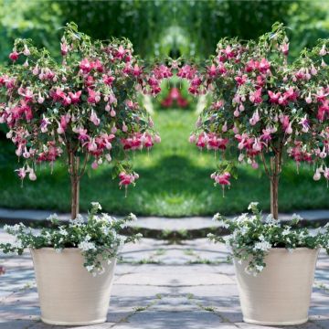 Pair of Fuchsia Tree Standards 'Paula Jane' - Gorgeous Patio Fuchsia Trees