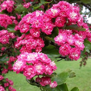 Crataegus laevigata 'Paul's Scarlet' - Double Rose-Pink Hawthorn Crataegus laevigata 'Paul's Scarlet' - Double Rose-Pink Hawthorn