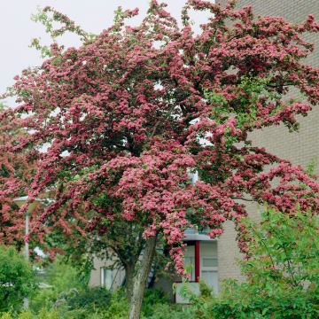 Crataegus x media 'Pauls Scarlet' - Double Crimson Flowering Hawthorn