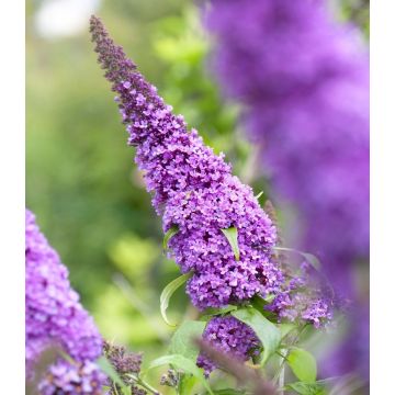 Buddleja davidii Peacock - Compact Butterfly Bush Buddleia