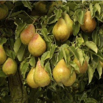 Patio Fruit Tree - Pyrus communis Conference - Pear Tree