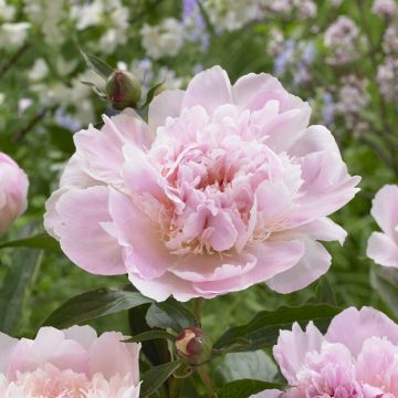 Paeonia lactiflora - Peony - Pecher