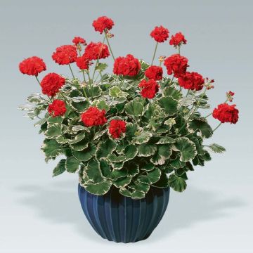 Pelargonium Caroline Schmidt - Large