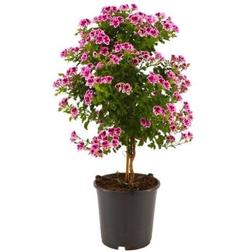 Angel Pelargonium in Bud and Bloom - Large