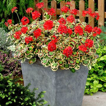 Pelargonium Tricolour - Mrs Pollock - Large