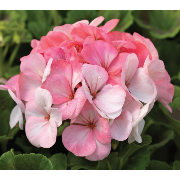 Large Geranium Pinto Premium White to Rose - Pelargonium