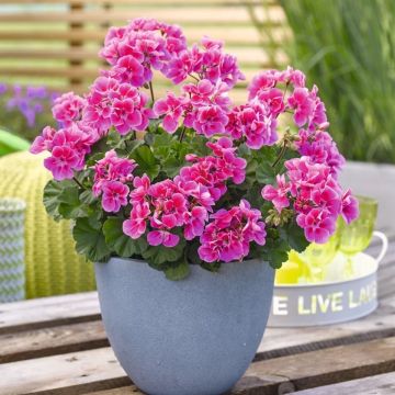 Geranium Pink - Pelargonium