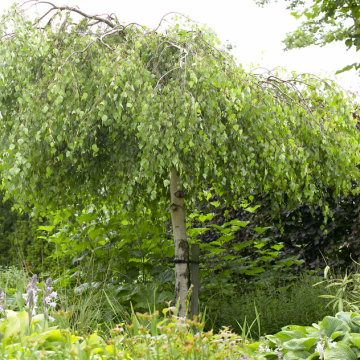 Betula pendula subsp. pendula 'Youngii' - Silver Birch 