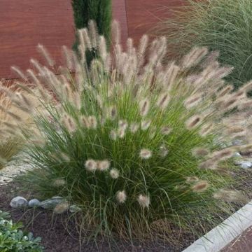 Pennisetum alopecuroides 'Little Honey' - Fountain Grass