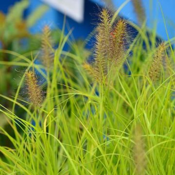 Pennisetum alopecuroides 'Hameln Gold' - Golden Fountain Grass