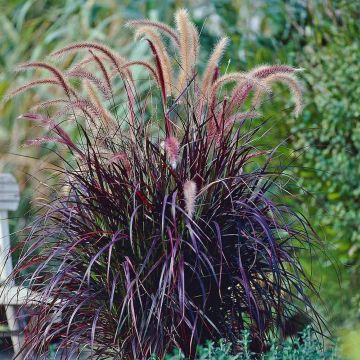Pennisetum × advena 'Rubrum' - Summer Samba Fountain Grass