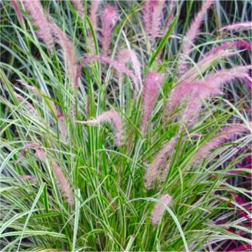 Pennisetum × advena 'Skyrocket' - Variegated Fountain Grass