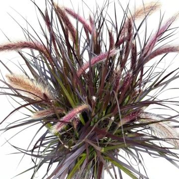 Pennisetum Tiny Tails - Dwarf Purple Fountain Grass